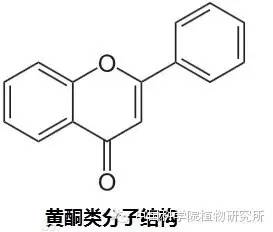 新知丨花儿为什么五颜六色？