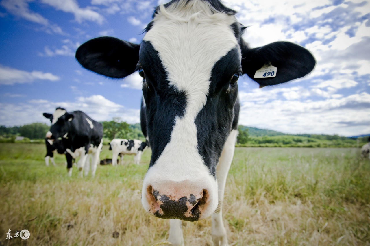 体型高大,产奶量高,母牛性情温和,易于管理-福建黑白花奶牛!