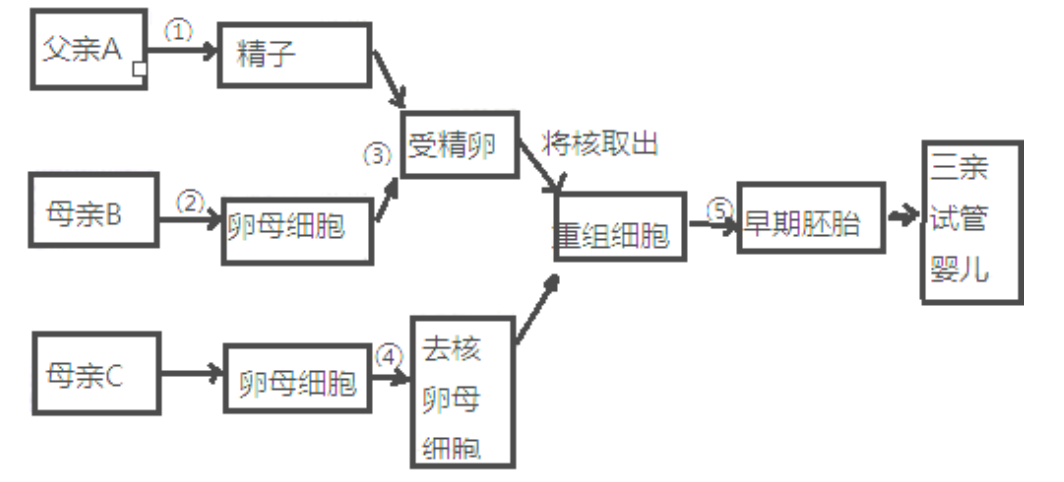 原來,體細胞克隆技術就是指動物體細胞利用核移植的技術(細胞拆合或