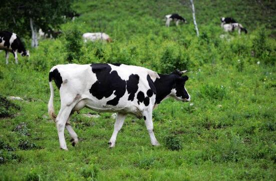 体型高大,产奶量高,母牛性情温和,易于管理-福建黑白花奶牛!
