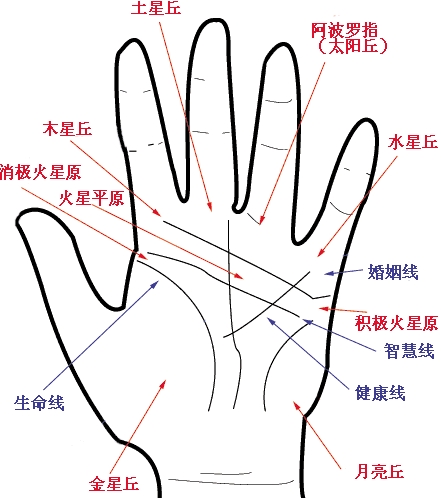 30秒教会你怎么看掌纹