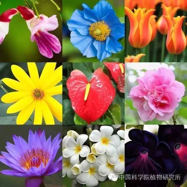 花为什么是五颜六色的?答案（科普知识）