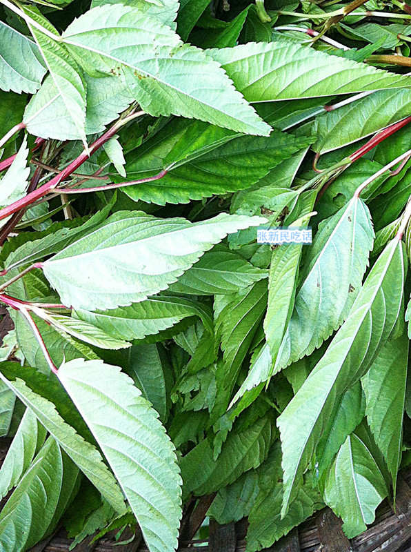 原来潮汕人喜欢吃的麻叶,就是过去用来打麻绳的黄麻啊!