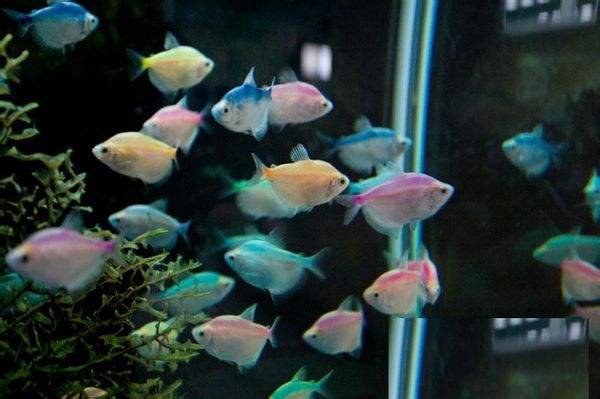 小型热带观赏鱼——黑裙