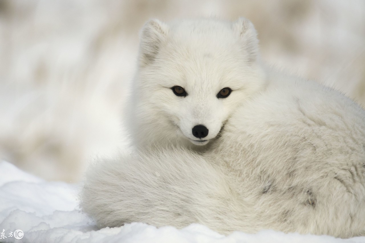 狐仙助凡人出马,出马不成反伤自己