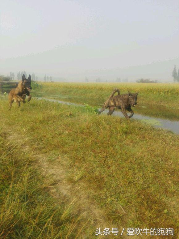 谁来保护我们的本土犬，满地都是外来犬，虎斑犬却成了待拯救犬种