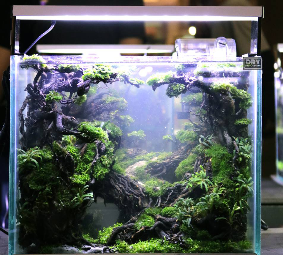 桌面草缸就是我们平时所说的小型草缸,这种草缸深受新手喜爱,但是