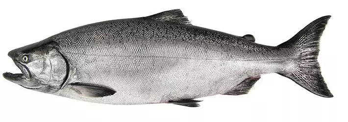 salmon(salmon pink是什么颜色)-我的快乐小窝