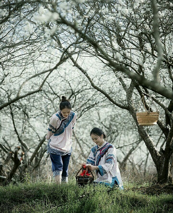 那年，李子花开