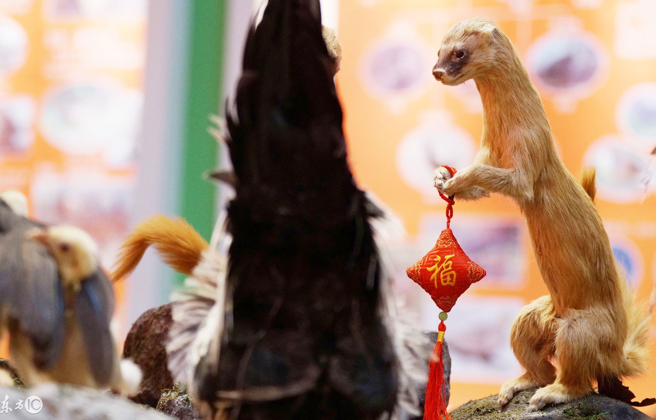 黄皮子成仙,它能有多大法力?