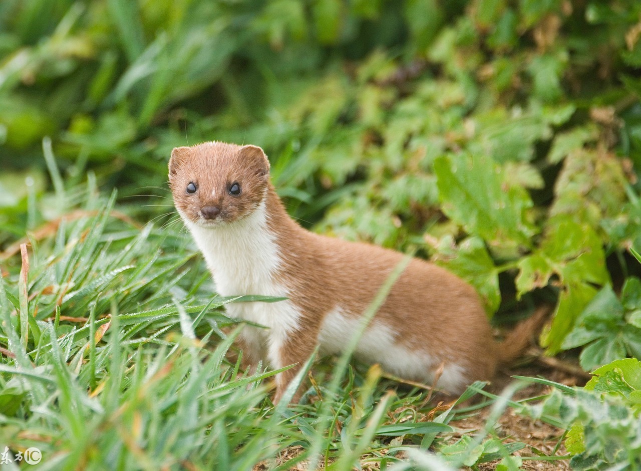 黄皮子,学名黄鼬,又名黄鼠狼.