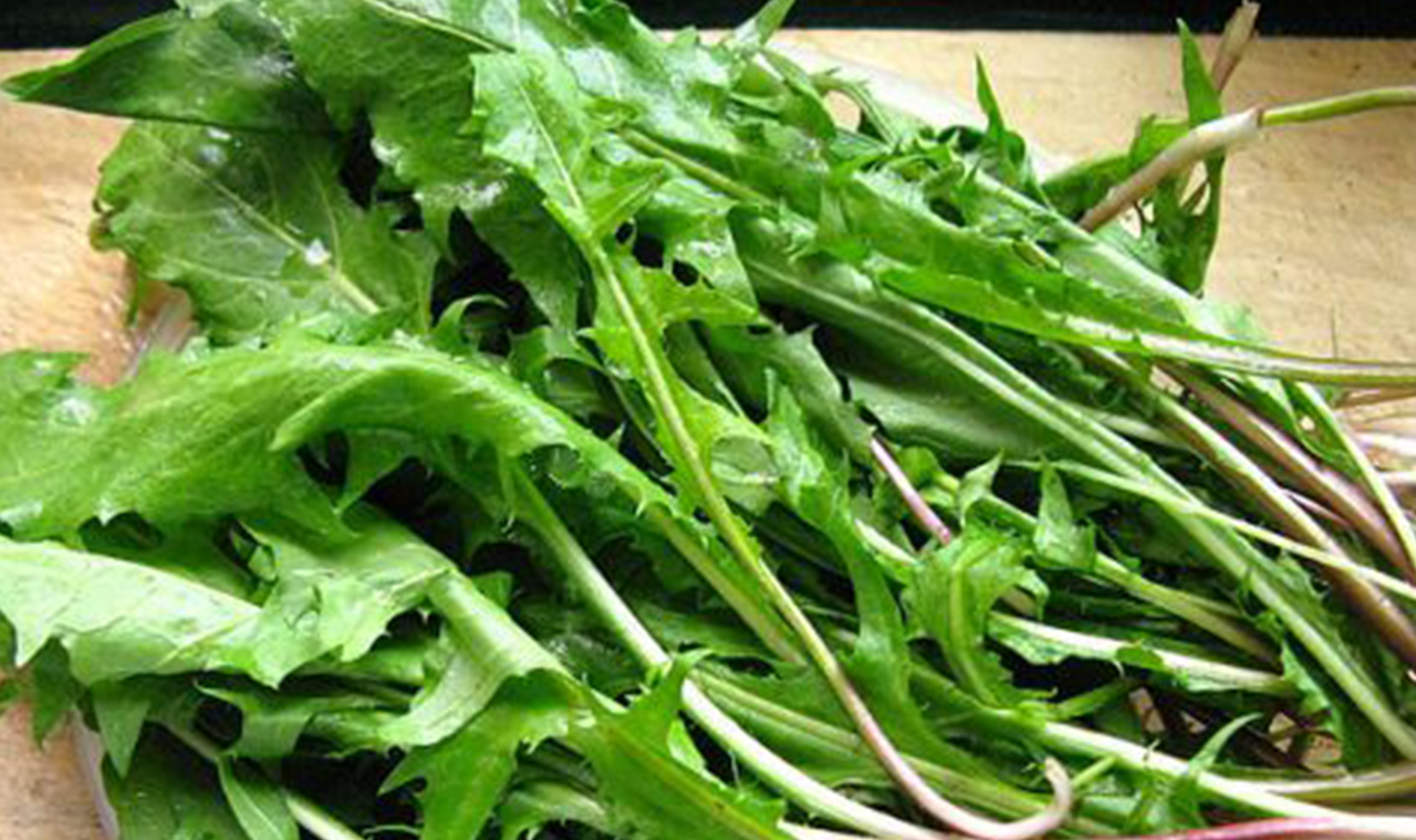 蒲公英的作用与功效