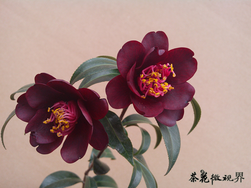 茶花有几种颜色(图文鉴赏茶花的品种大全)