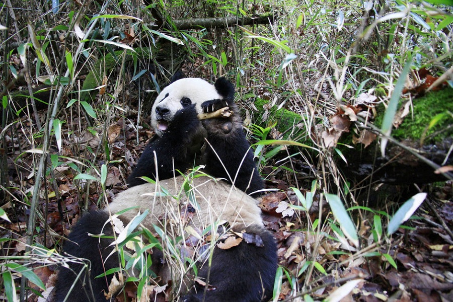 秦嶺地區野生動物中有大熊貓,金絲猴,羚牛等珍貴品種,鳥類有國家一類