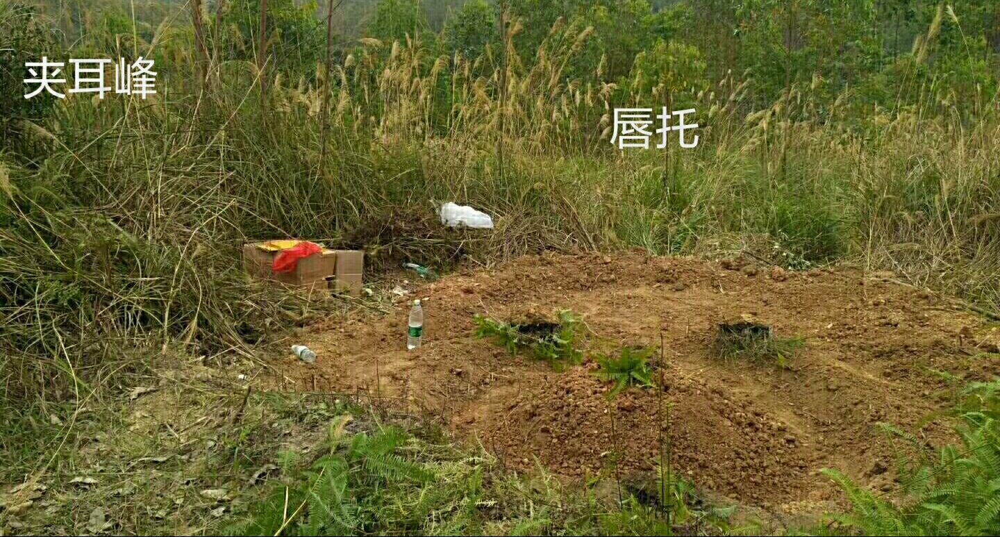 阴宅风水宝地"老牛奔草“膊为圆晕颈作穴