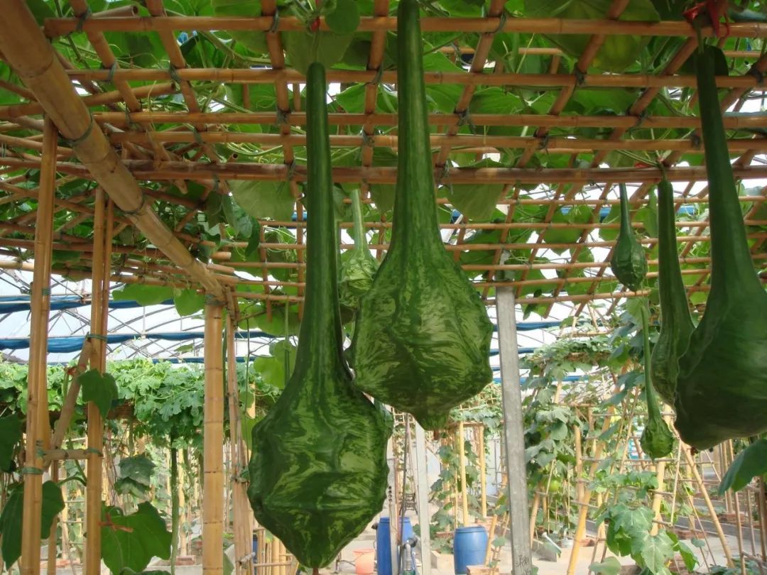 "大烟斗"=鹤首瓜,它其实是个葫芦!