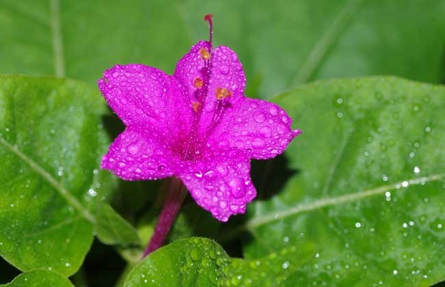 紫茉莉的种植方法-紫茉莉的繁殖方法