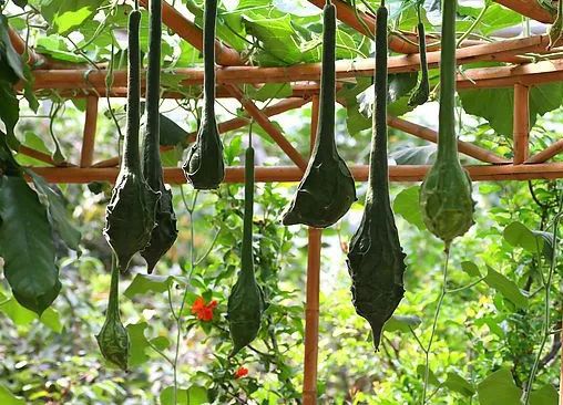 "大烟斗"=鹤首瓜,它其实是个葫芦!