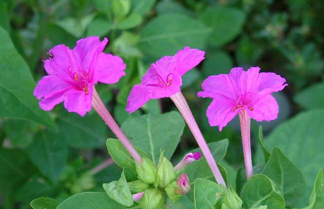 紫茉莉的种植方法-紫茉莉的繁殖方法