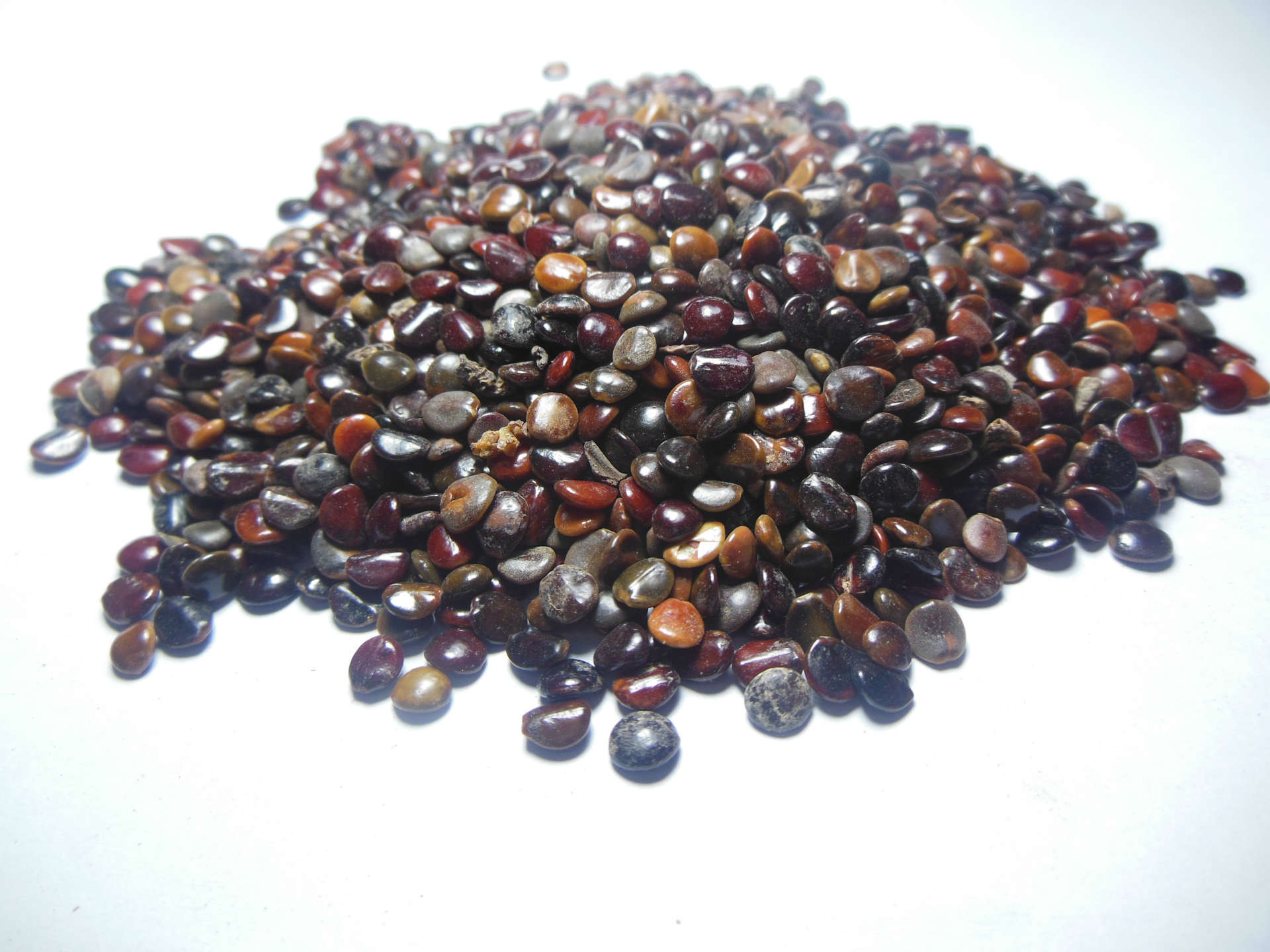 拐枣,即枳椇,鼠李科枳椇属高大乔木,别名鸡爪子.