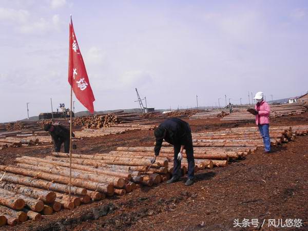 卖杉木哪种方法最划算，农民朋友不得不知