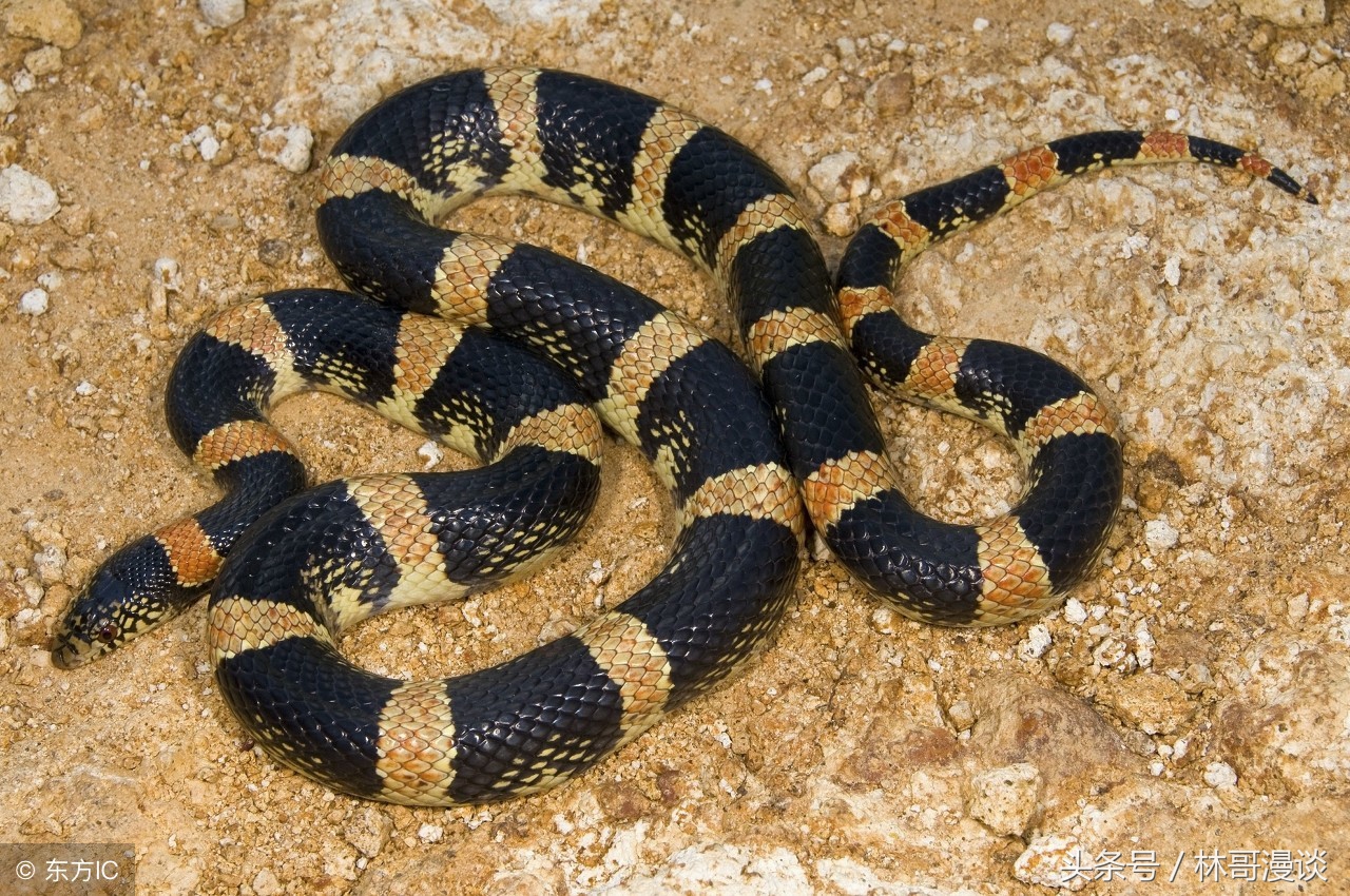 发财中国年 十二生肖大拜年之巳蛇