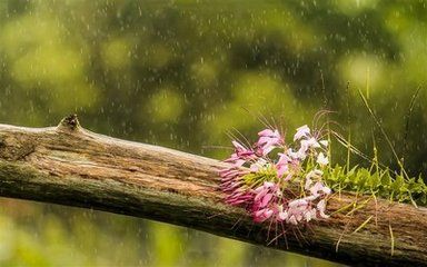 天将化雨舒清景，萌动生机待绿田