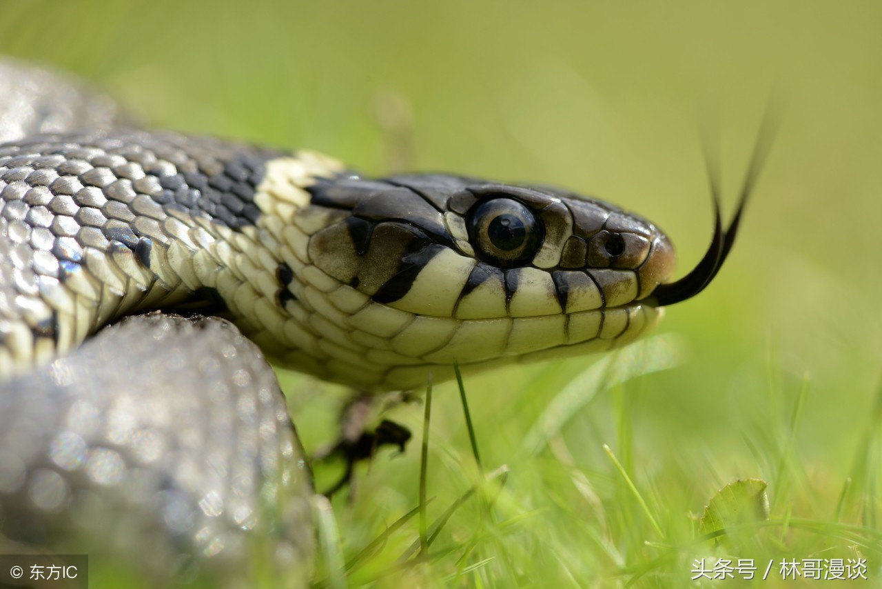 生肖蛇为什么叫巳蛇_达一风水网