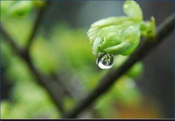 天将化雨舒清景，萌动生机待绿田