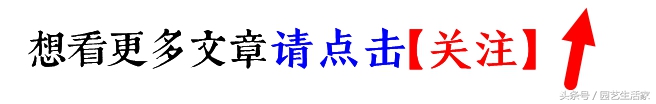 金边虎皮兰这样养，3个月爆盆，养殖大户悄悄告诉你养护技巧