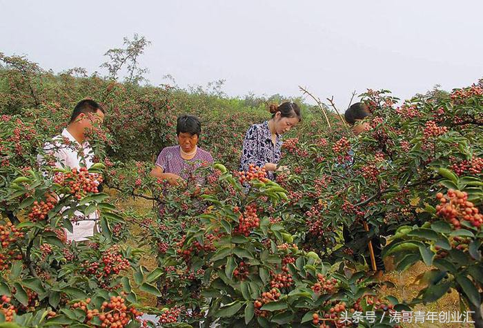 致富经创业项目农村种植业最有前景的农业种植项目