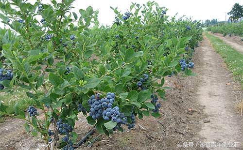 致富经创业项目 农村 种植业，最有前景的农业种植项目？