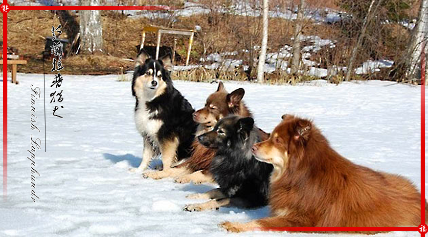 来自北欧五个国家的代表犬种 有没有你喜欢的犬种呢 天天看点