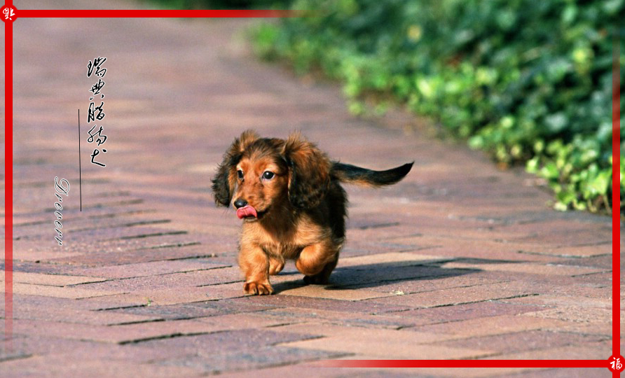 来自北欧五个国家的代表犬种 有没有你喜欢的犬种呢 天天看点