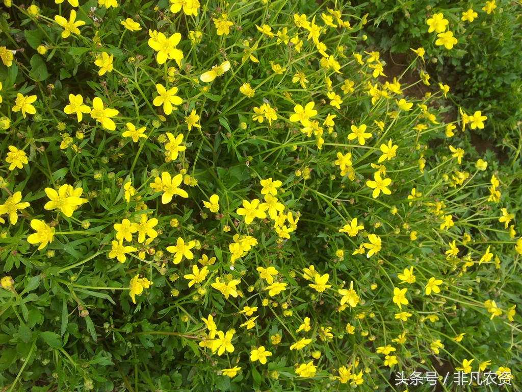 目前市场猫爪草多少钱一斤?