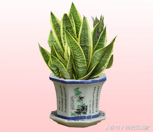 金边虎皮兰这样养，3个月爆盆，养殖大户悄悄告诉你养护技巧