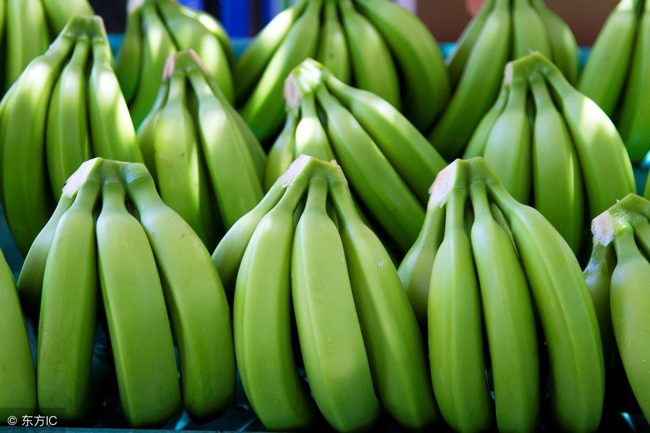 人生感悟-The Green Banana-青香蕉的神奇功用（大学英语精读）