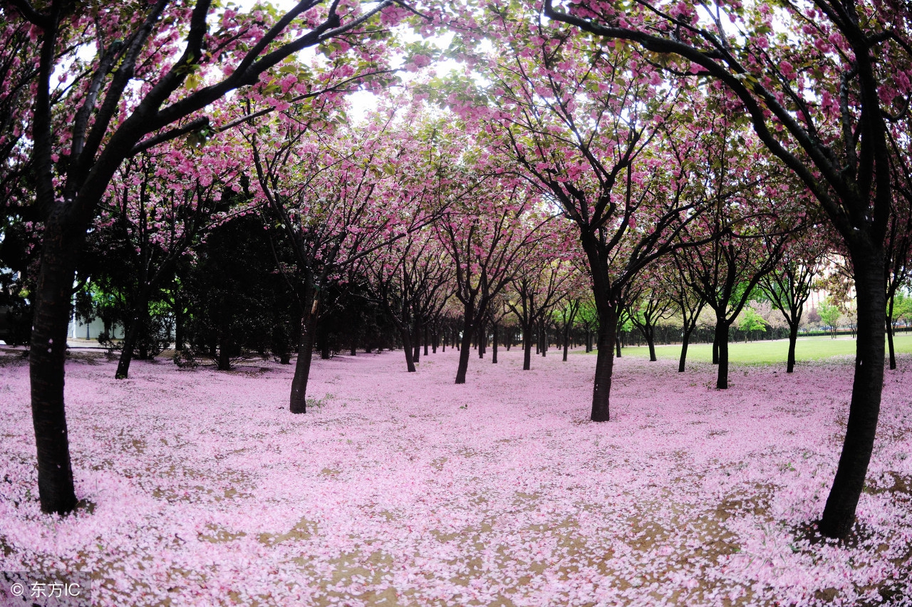 推荐玛丽苏小说，专治不开心！