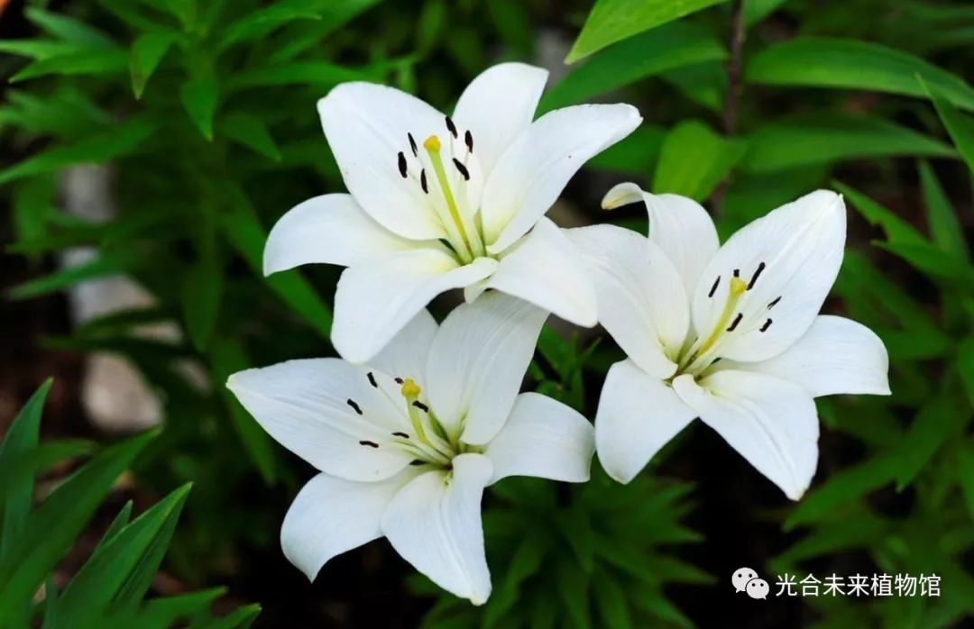 趁早春 把花种 春季种植球根植物推荐 上 佳辰
