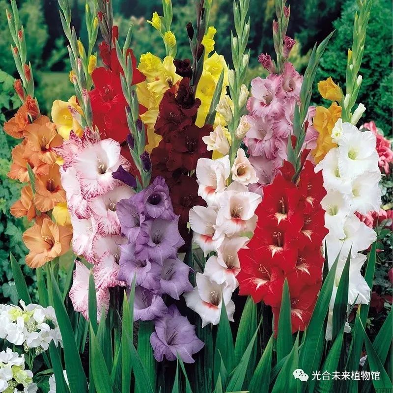 趁早春 把花种 春季种植球根植物推荐 上 佳辰