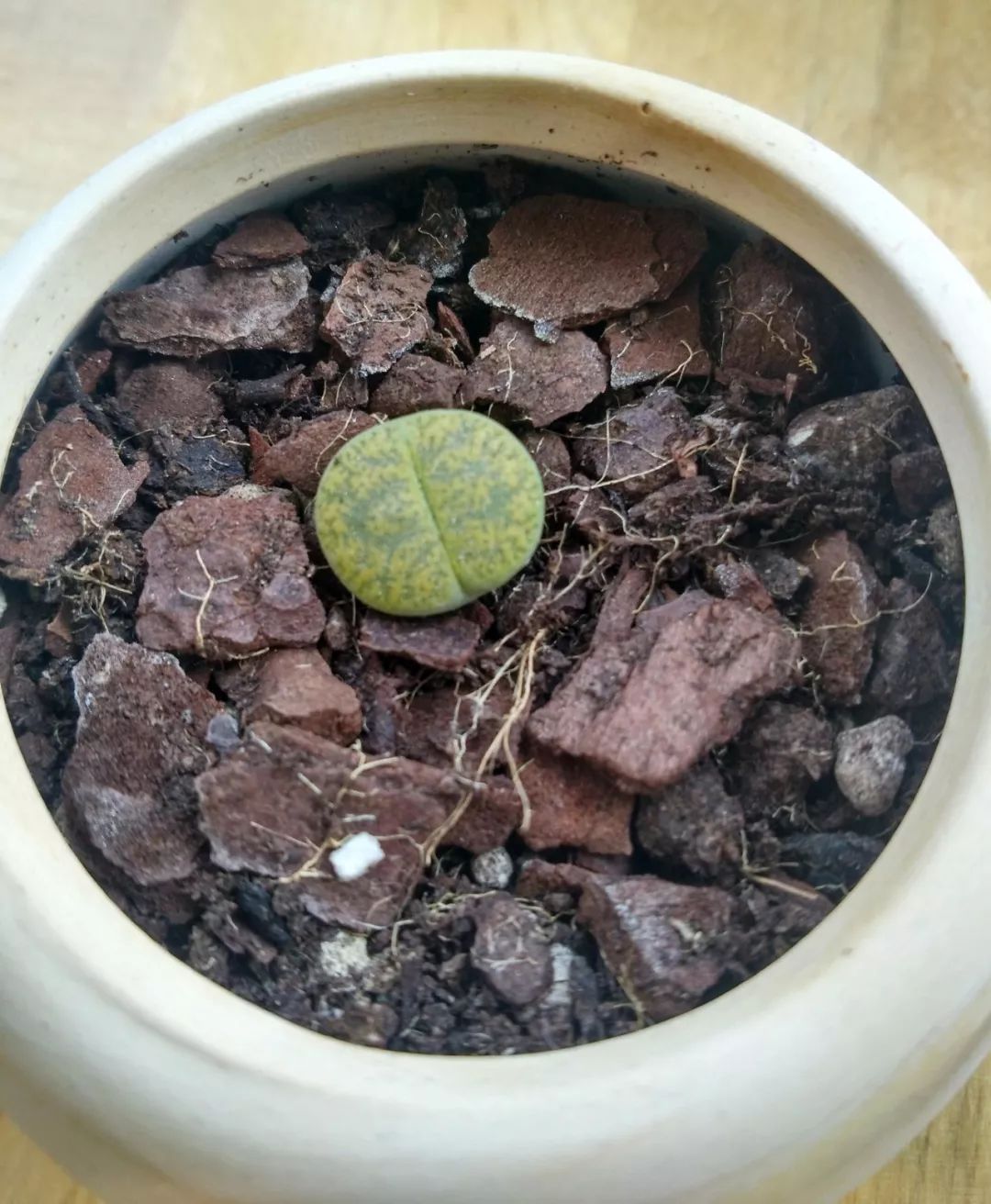 生石花花语:顽强,生命宝石_达一风水网