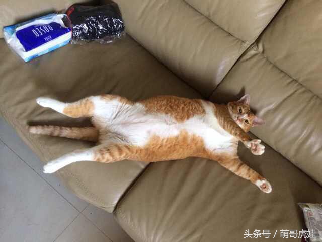 橘猫太重机票要两千多，担心被铲屎的抛弃，一咬牙瘦了4斤