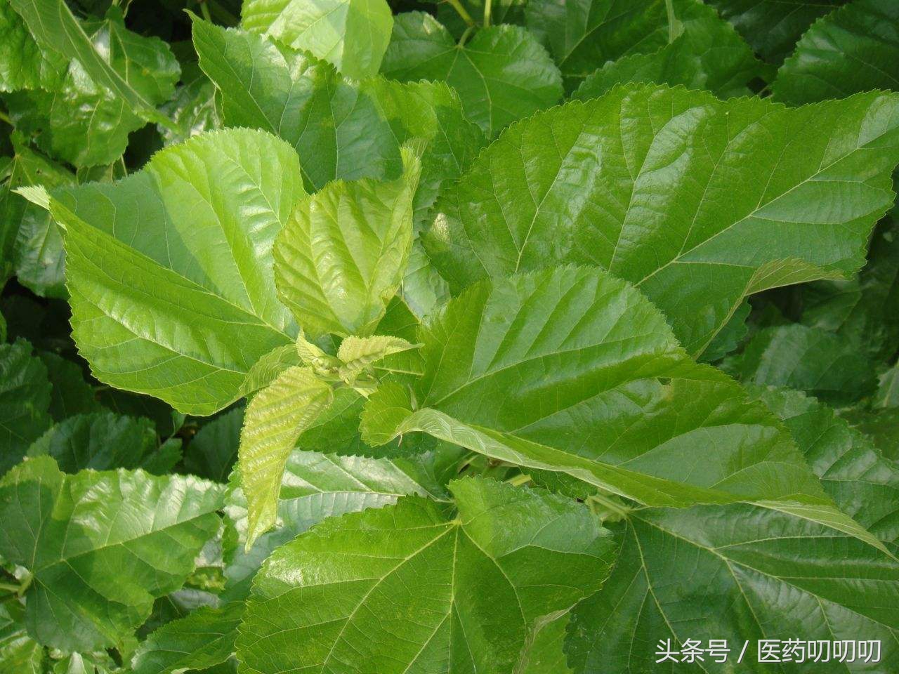 桑树叶泡水的危害(桑树叶泡水的危害有哪些?