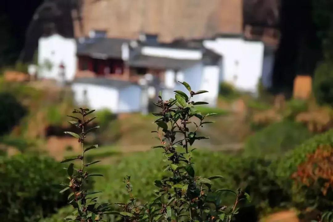 马头岩老树肉桂｜高端茶中性价比超高的一款岩茶！