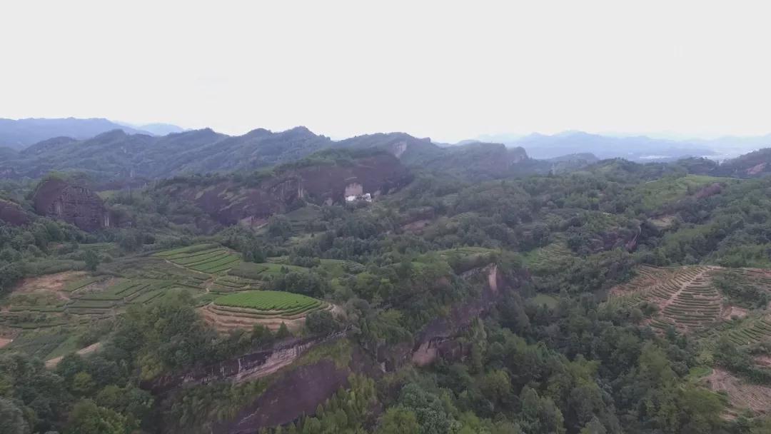 马头岩老树肉桂｜高端茶中性价比超高的一款岩茶！