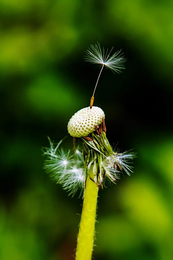 阳光下,朵朵蒲公英随风自由自在的飞舞着,四海为家