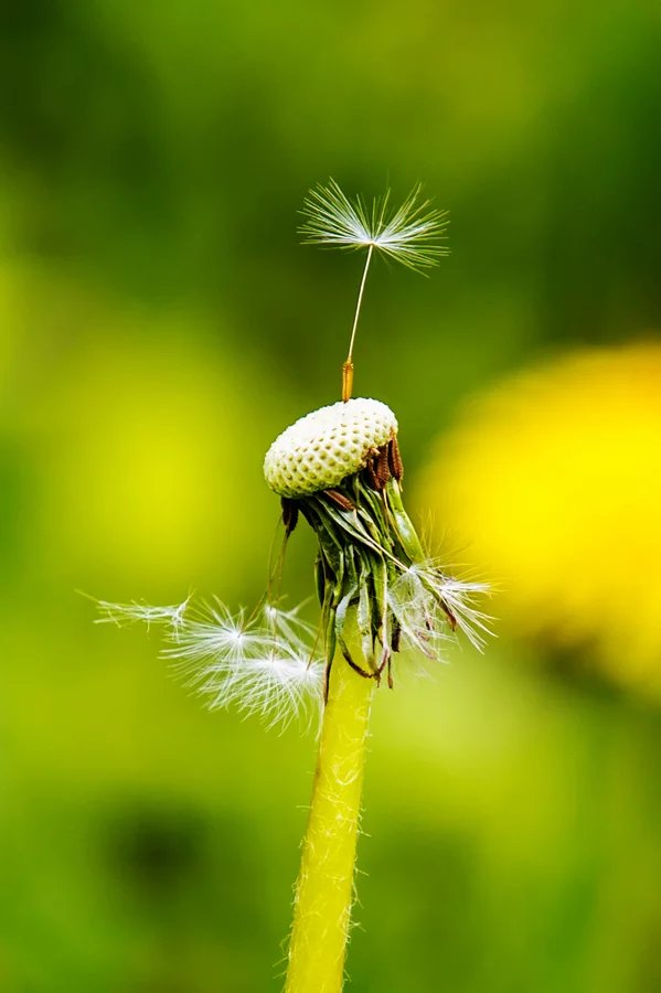 阳光下,朵朵蒲公英随风自由自在的飞舞着,四海为家