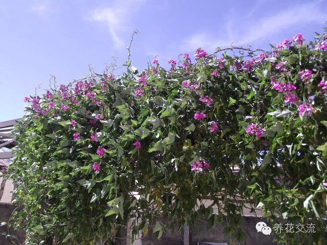 15种观赏性最好的攀援植物，再也不怕夏天了！