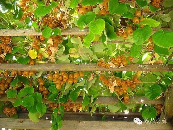 15种观赏性最好的攀援植物，再也不怕夏天了！