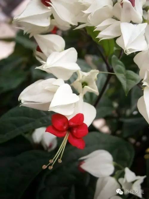 15种观赏性最好的攀援植物，再也不怕夏天了！